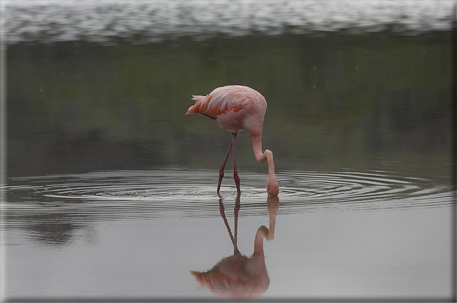 foto Flora e la fauna della Isole Galapagos